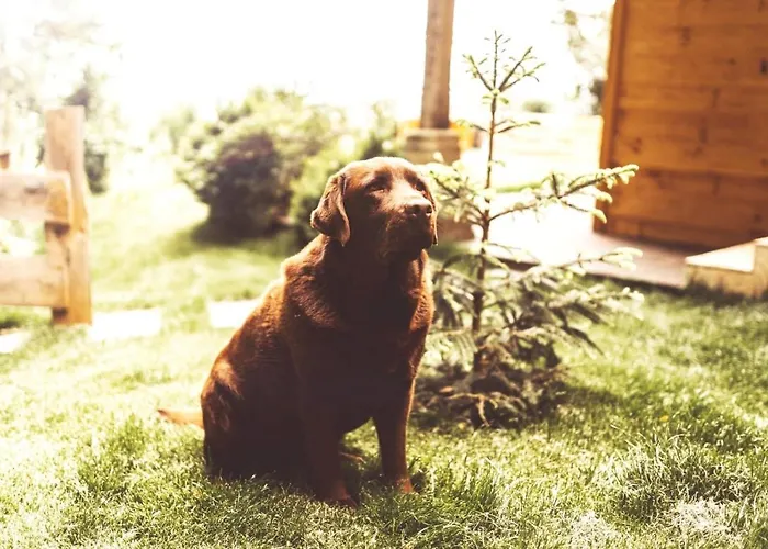 Stodingerhuette Chalet Winkl (Salzburg)